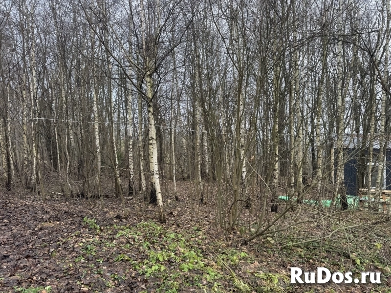 Прилесной участок с потрясающей природой изображение 4