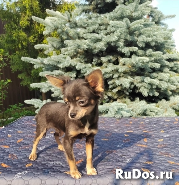 Гламурные щенки Чихуахуа изображение 11