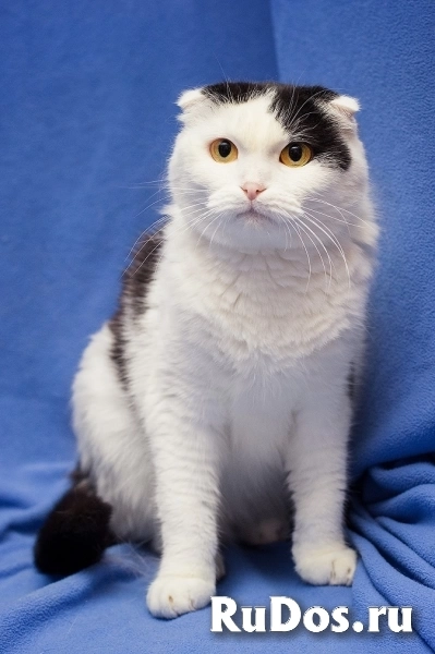 Добрая ласковая вислоухая кошка Ксюшенька ищет дом изображение 3