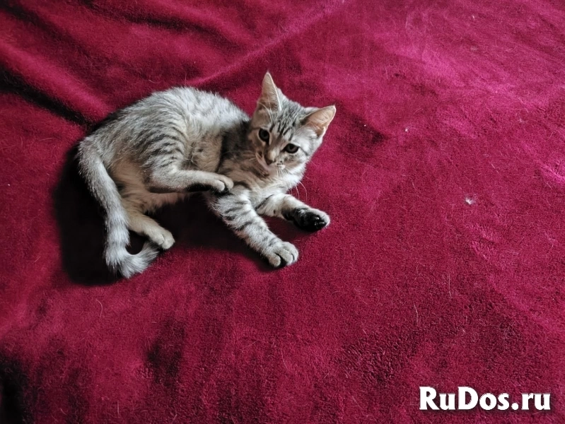 Котенок в добрые руки изображение 3