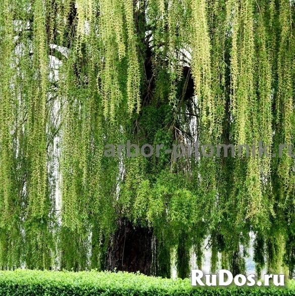 , купить растения фото
