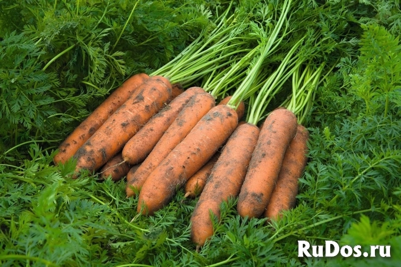 Морковь ньюкасл F1 2,2-2,4 (1 000 000 семян) Bejo фото