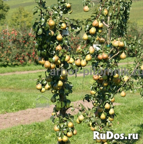 Колоновидные деревья из питомника, саженцы колоновидных деревьев фото