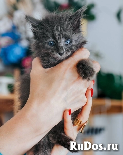 Отдаю в добрые руки чудесных малышей. фотка