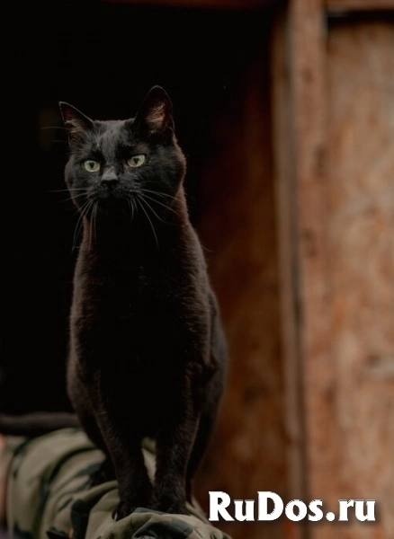 Невероятный кот Пушонок в поисках дома фотка