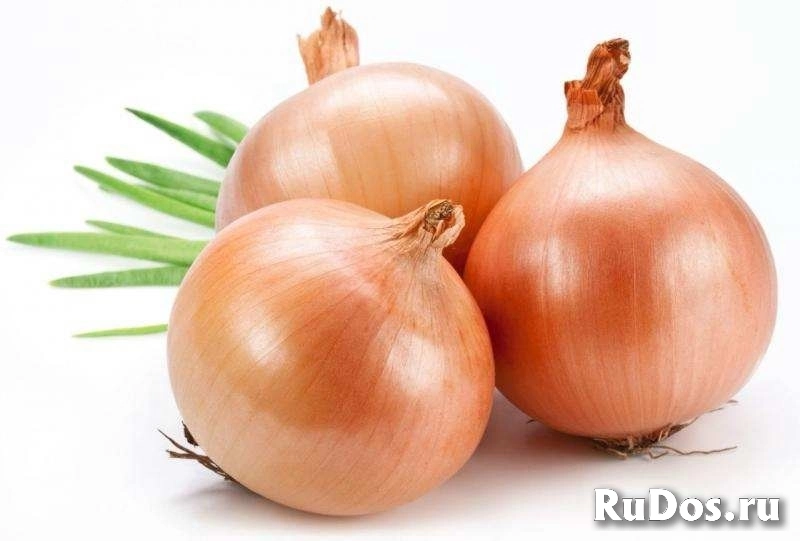 Свежие овощи и фрукты оптом и в розницу — напрямую от поставщика в Омске! фото