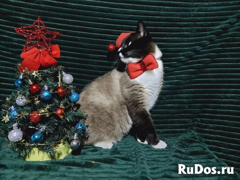 Ищет дом чудесный молодой котик. изображение 4