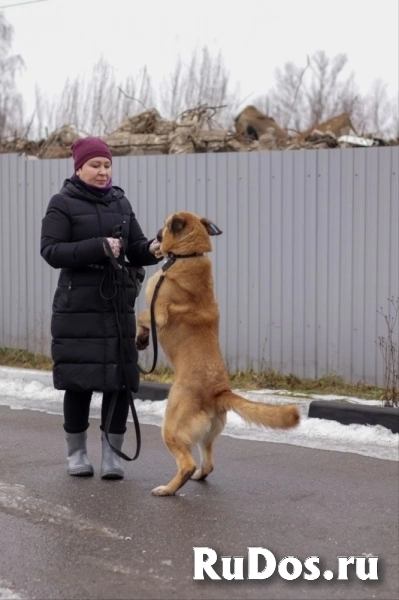 Хана: звезда, которая ждет своего часа! В добрые руки изображение 7