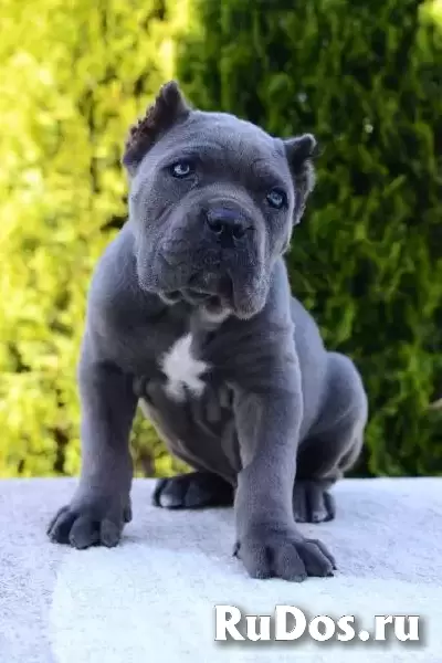 Кане Корсо, самки и самцы фотка