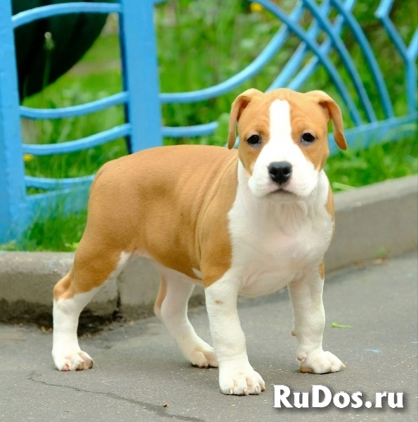 Шикарная рыжая сука Амстаффтерьера ркф изображение 3