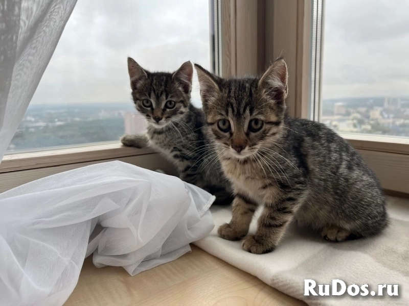 Ника и Сима ищут дом и самых лучших хозяев фото