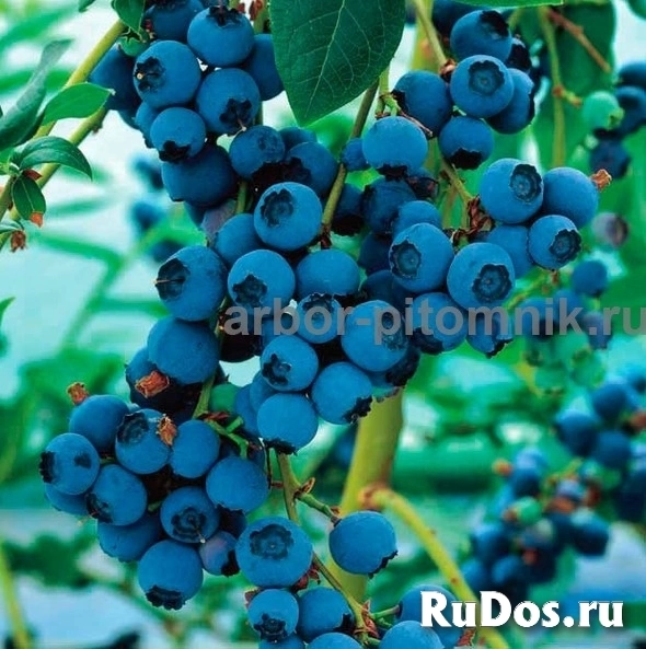 Саженцы голубики из питомника с доставкой и посадкой изображение 11