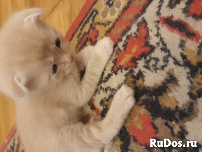 Котята вислоухие шотландские 2 недели отроду фото