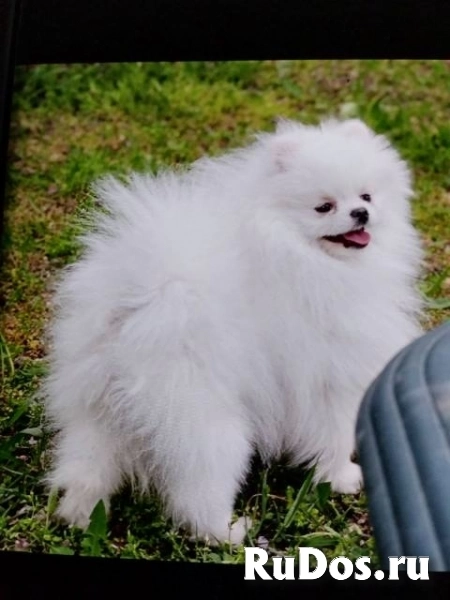 Щенки померанского шпица, девочки фотка