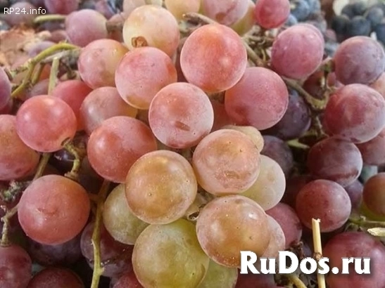 Продам сладкий Виноград Лидия Розовая, Изабелла в Луганске (и малину). изображение 5