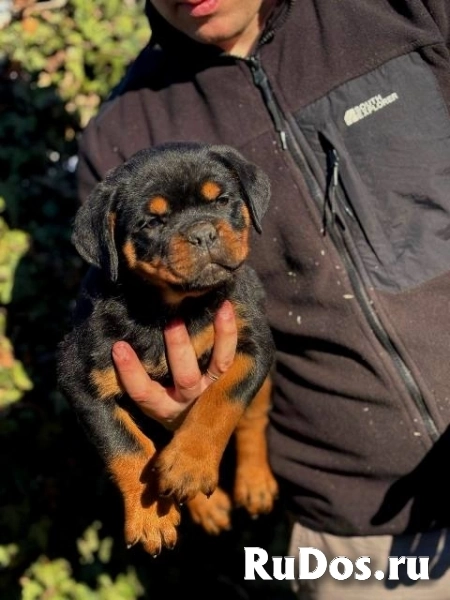 Щенки ротвейлера изображение 5