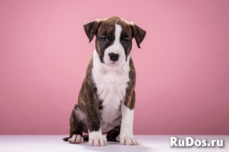 Красивые мальчики и девочки Амстаффтерьера 2 месяца ркф фотка