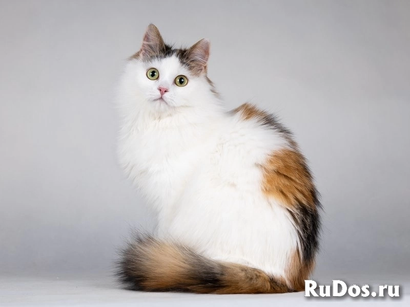 Ласковая Зая, котёнок-подросток, девочка, трёхцветка. фото