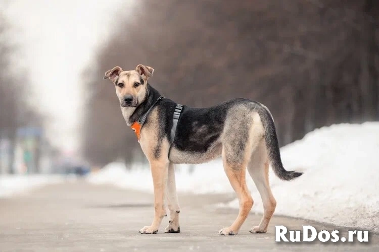 Собака-олененок Одри ждет свою семью! изображение 5