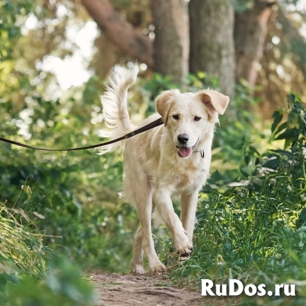 Ищет дом чудесный пес Арни. изображение 4
