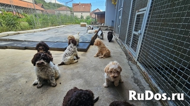 Лаготто-романьоло, великолепные щенки изображение 4