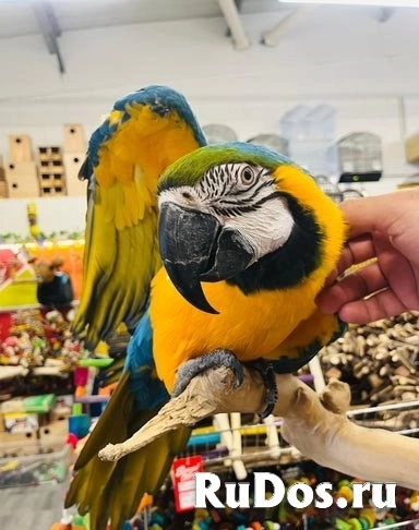 Суперручная самка сине-желтого ара изображение 3
