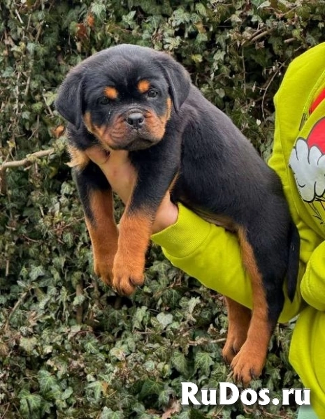Щенки ротвейлера изображение 8