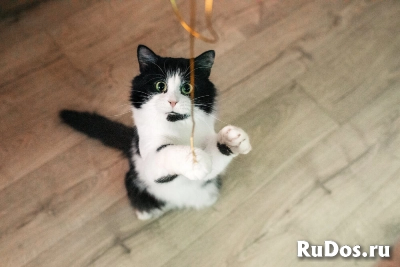 Любопытный котик Бурбон в добрые руки! изображение 4