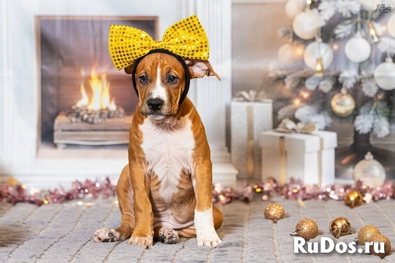 Милая девочка Амстаффтерьера для души изображение 5