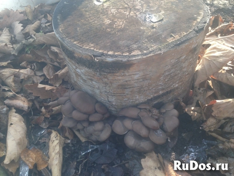 Урожайный грибной набор для Вашего сада! изображение 3