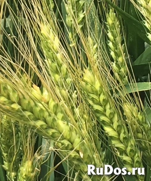 Семена озимой пшеницы зерноградской селекции фото