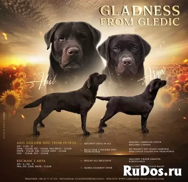 Щенки коричневого лабрадора изображение 6