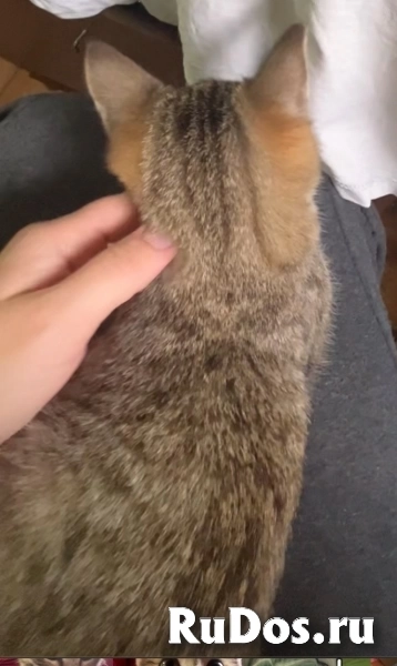 Это Салинка! Чудесная нежная девочка! изображение 5