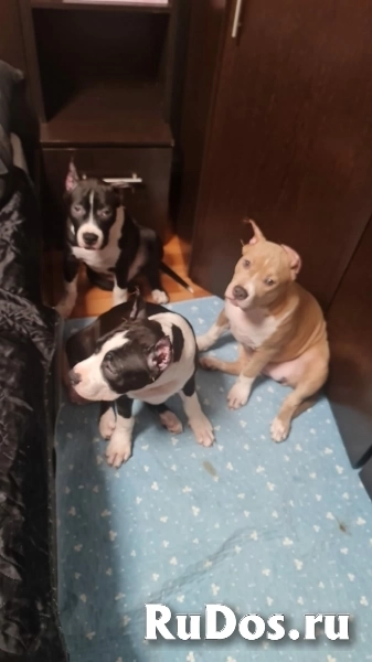 Шикарные щенки Амстаффтерьера ркф фотка