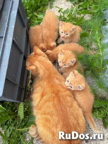 Подарим хорошим и добросовестным людям рыжих, прелестных котят изображение 10