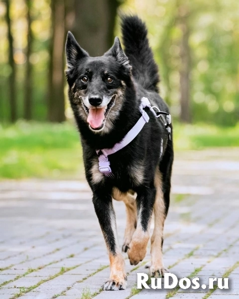 Пёс Малыш - замечательный компаньон и настоящий друг в добрые руки изображение 5