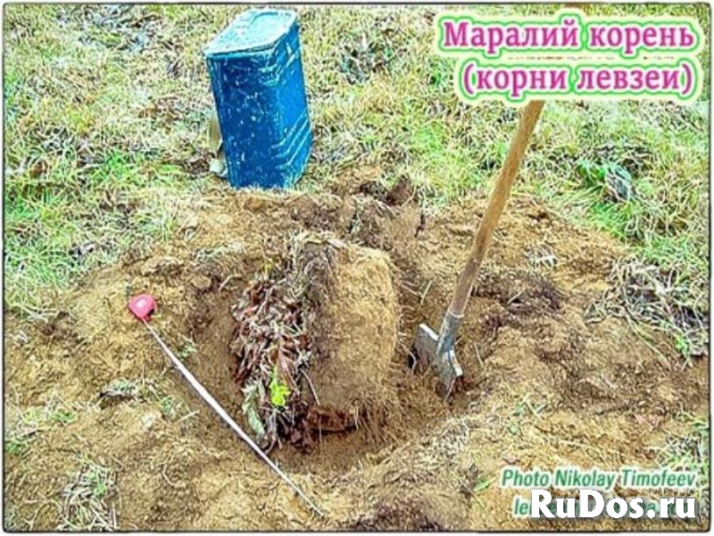 Маралий корень, корни левзеи  от производителя КХ Био фото