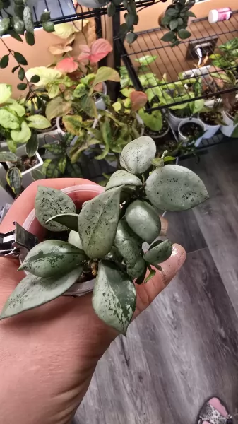 , купить растения фотка