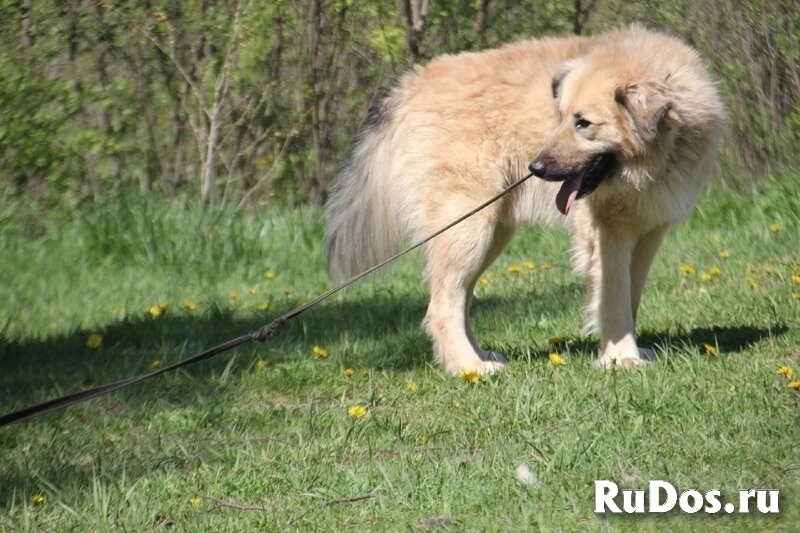 Большой пушистый Зефир ищет дом. изображение 9