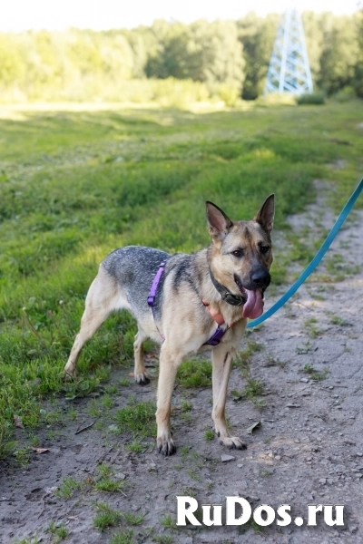 Мила самая милая и добрая собака ищет дом! изображение 4