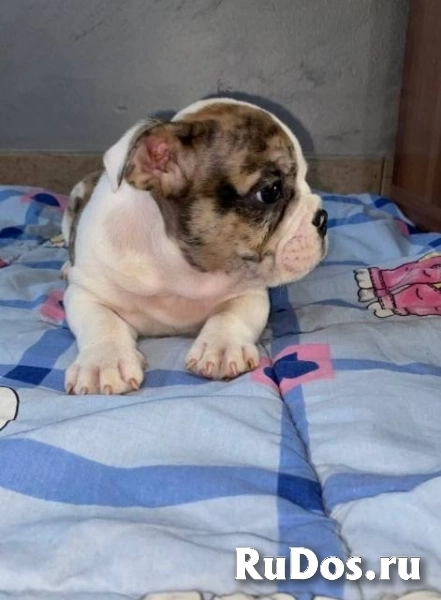 Английский бульдог, прекрасные щенки изображение 3