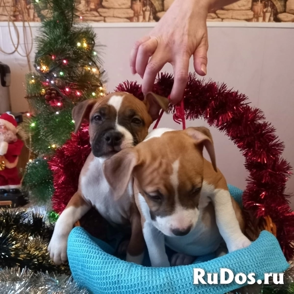 Рыжие малыши Амстаффтерьера    ркф изображение 7