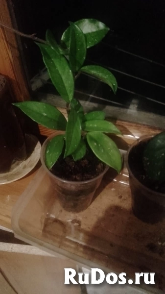 , купить растения изображение 4