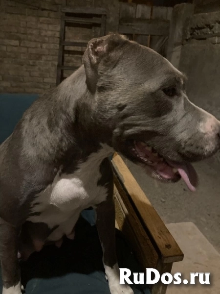 Питбультерьер изображение 6