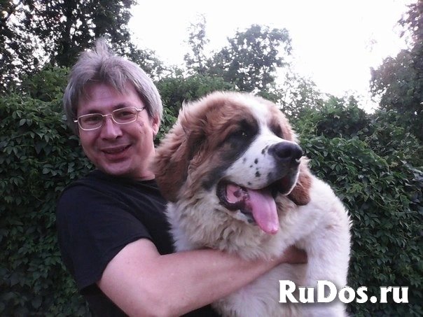 Кинолог: профессиональная дрессировка собак изображение 6