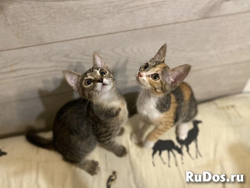 Ищут дом два чудесных котенка Тигра и Нычка. фото
