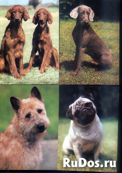 Открытки собаки Чехословакия изображение 3