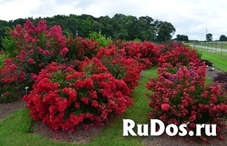 Карликовые сирени-лагерстремии. Саженцы и семена с доставкой. фото