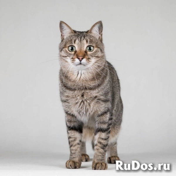 Ласковая маленькая кошечка Эми. изображение 3