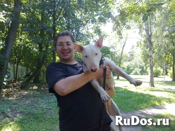 Кинолог: профессиональная дрессировка собак изображение 8